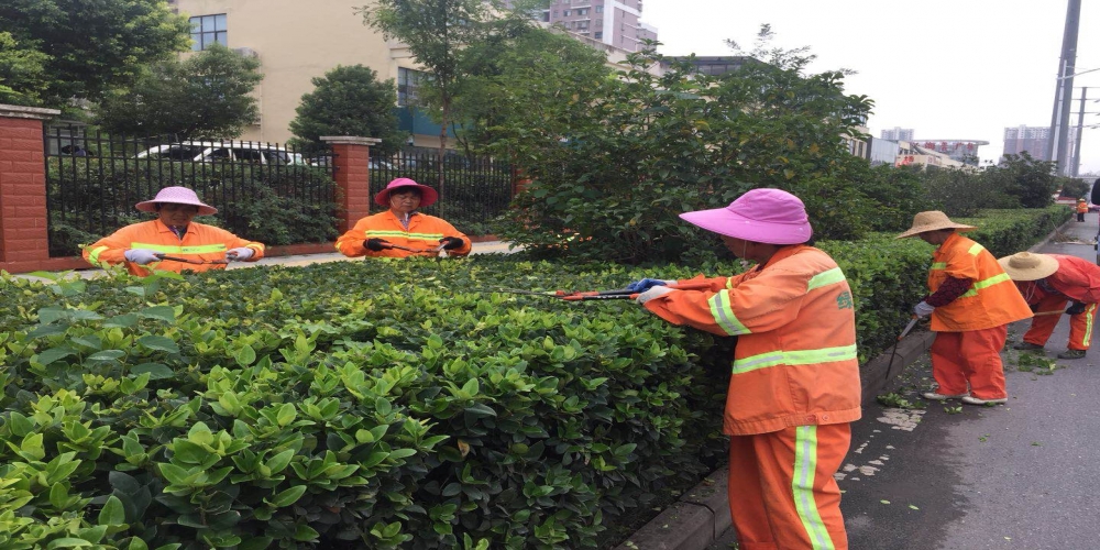 新站區(qū)道路清掃保潔、綠化管養(yǎng)項目